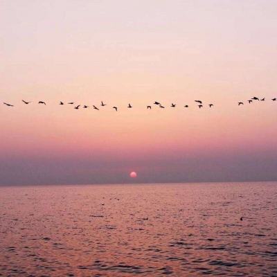 精灵究极进化无限钻石金币版下载